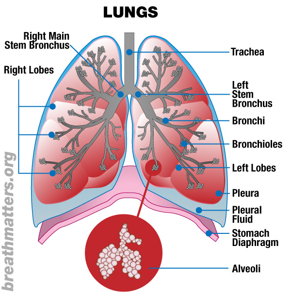 Cancer du pancreas quel sont les symptomes lymphome region marginale splénique